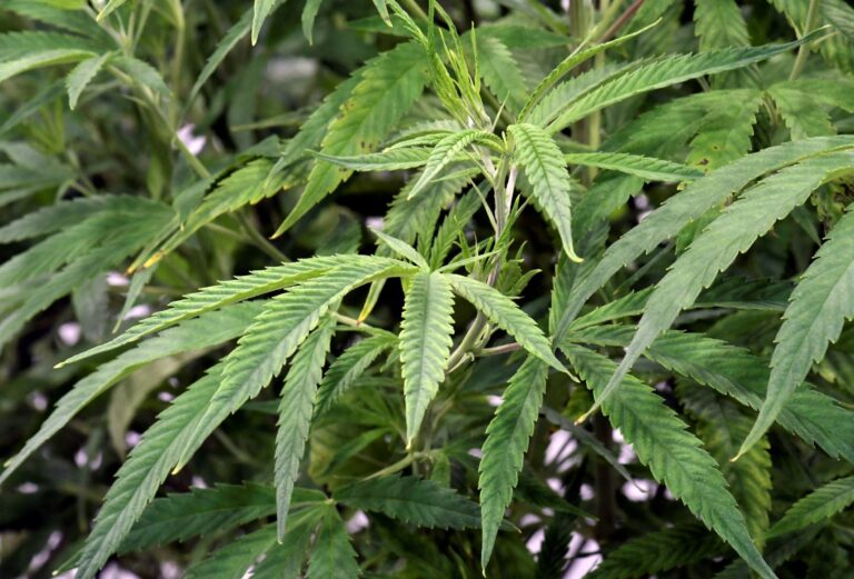PA Democrats have worked to legalize cannabis for years. Could it finally happen in 2024?