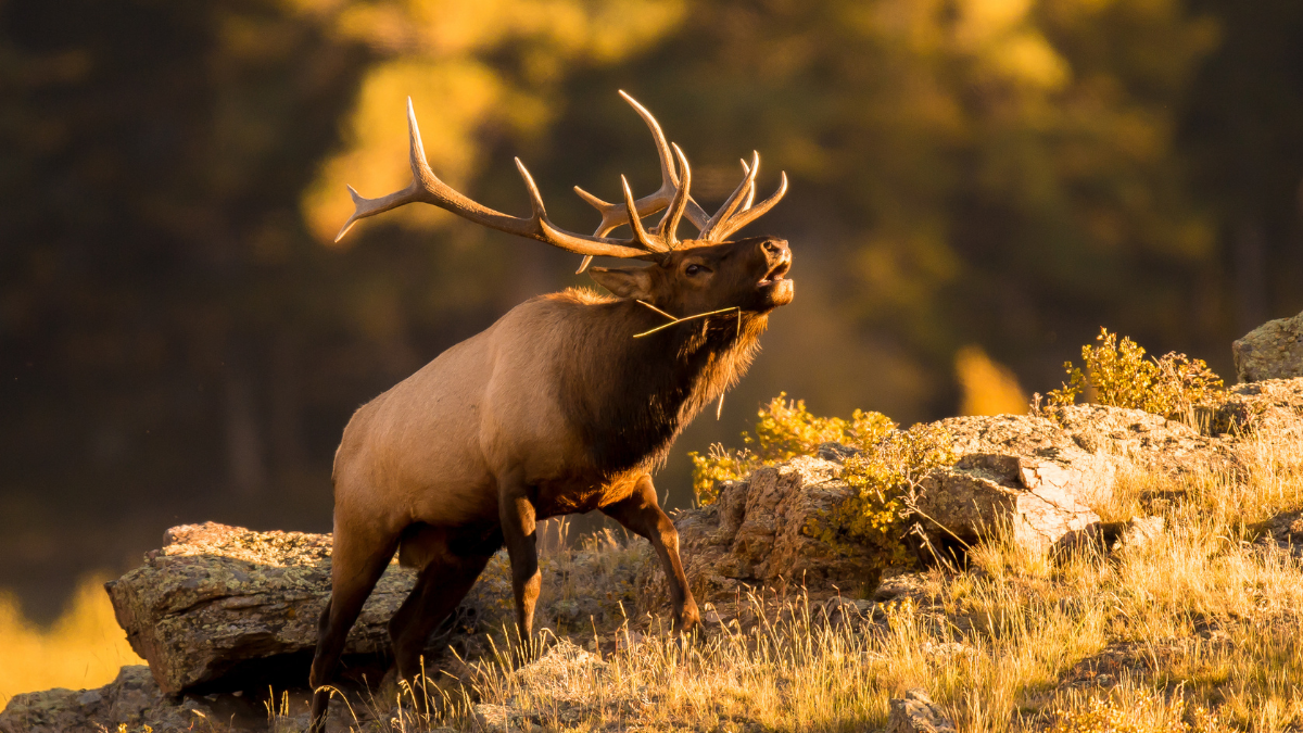 Judge Rules in Favor of FWP on Montana Elk Regulations