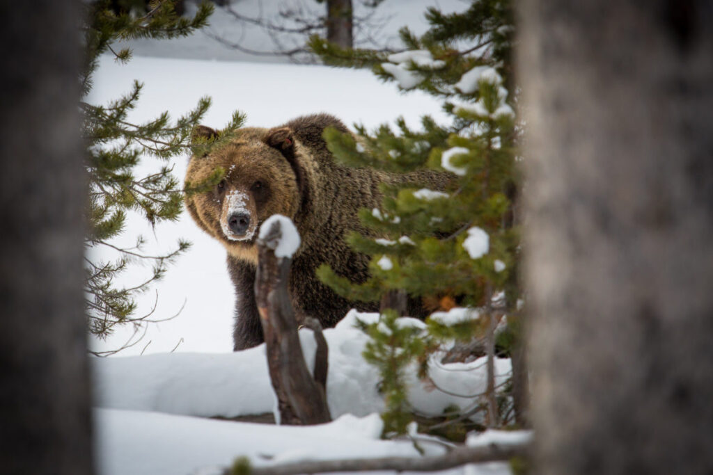 The grizzly Rorschach test