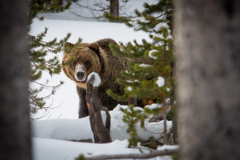 The grizzly Rorschach test