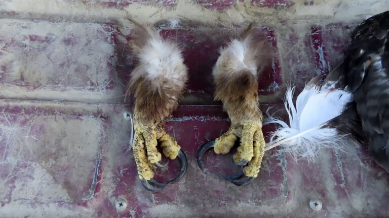 Wildlife trafficking ring killed at least 118 eagles, prosecutors say