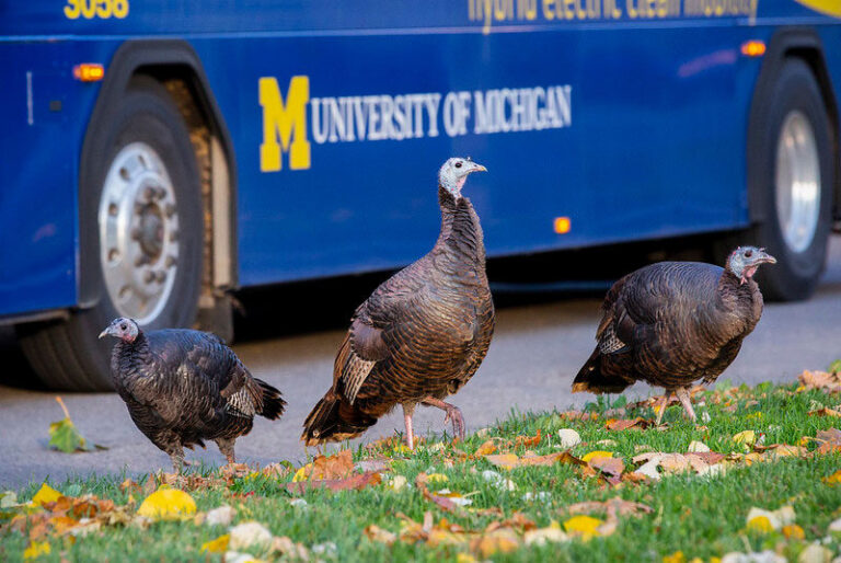 Wild turkeys near Blue Bus