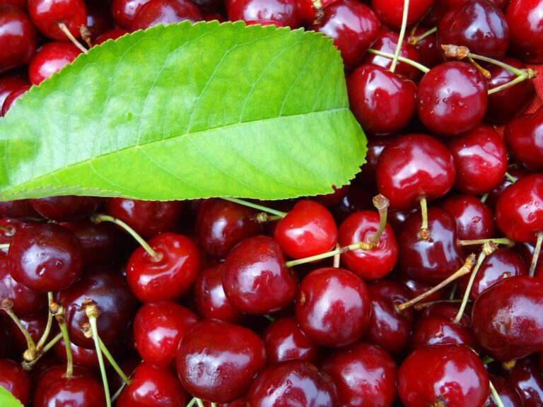 Climate change, pests and disease continue to threaten Michigan cherry crops