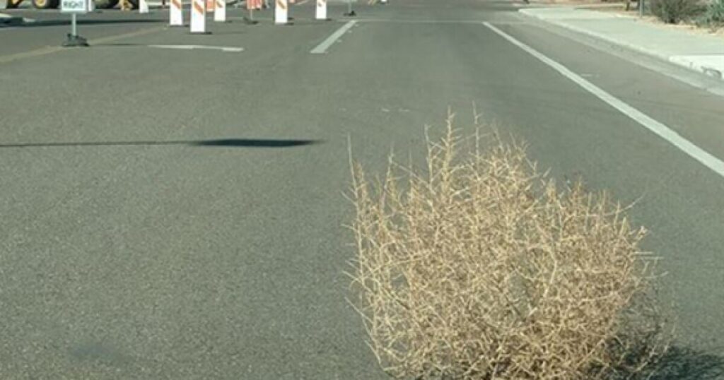 Why tumbleweeds tumble — and other things you might not know about the iconic Western plant