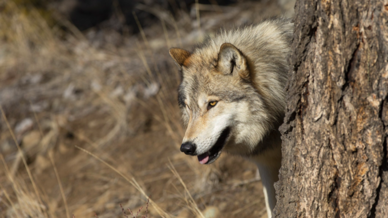 North American Grey Wolf