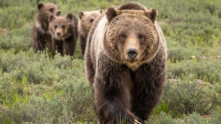 Grizzly bears to remain protected under Endangered Species Act