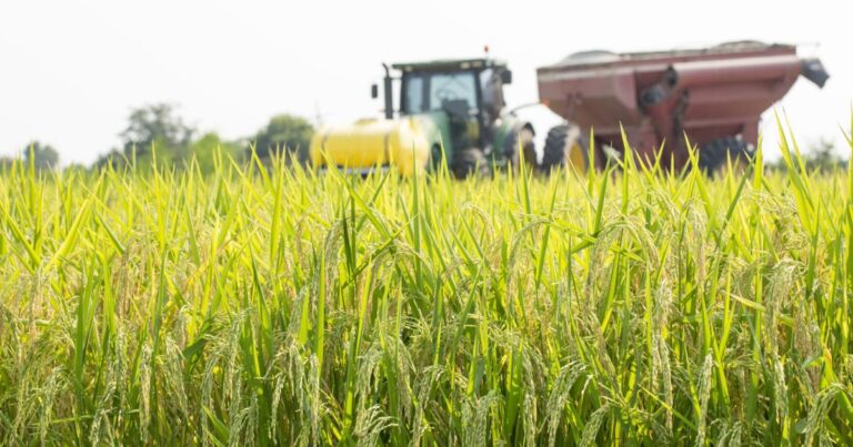 Louisiana rice farmers fear losses as Trump’s USAID cuts threaten key food aid exports, impacting a $126M rice market that supports global hunger relief.