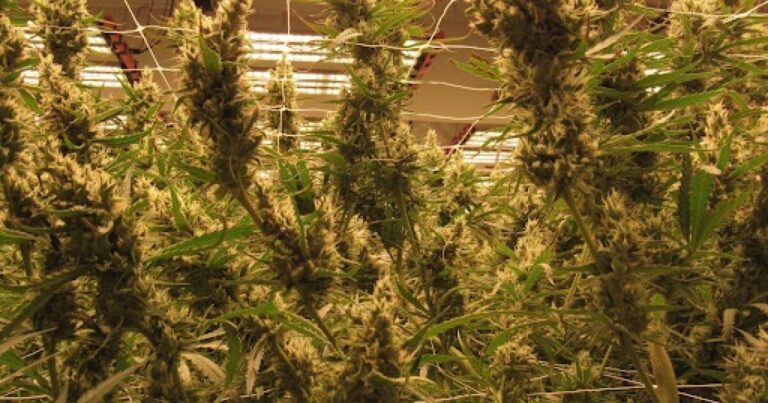 Bill to restrict Arizona marijuana advertising passes House