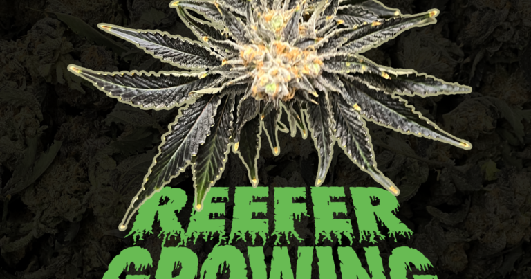 Introducing Reefer Growing Madness: A podcast from KJZZ