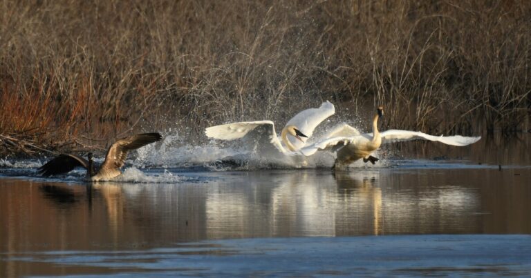 Preliminary results suggest bird flu present in wild birds in lower Michigan
