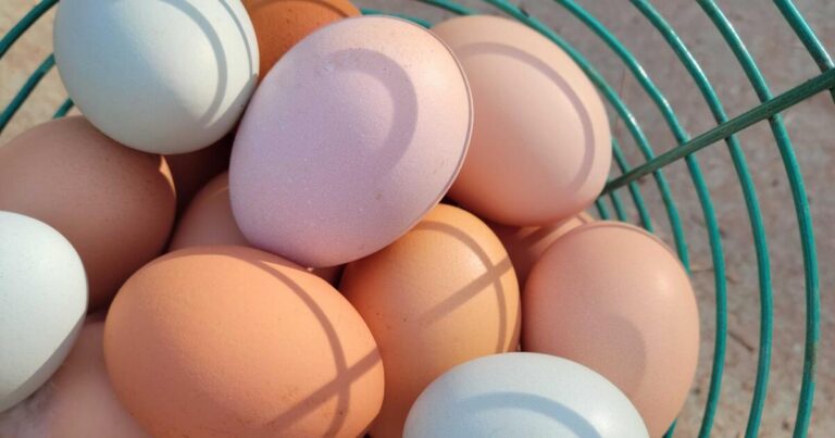 To save money on eggs, some Valley residents are getting their own chickens