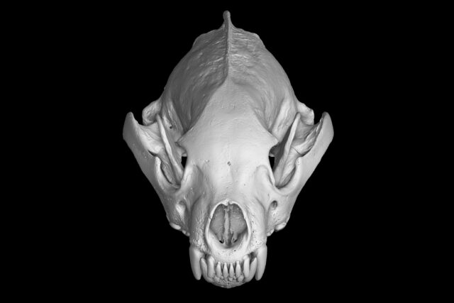 A CT-scanned image of a wolverine skull