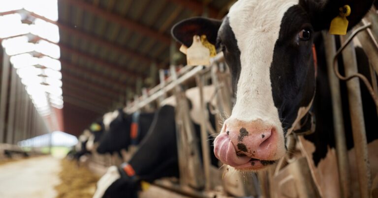 Farmworkers say they're struggling to get bird flu testing, PPE