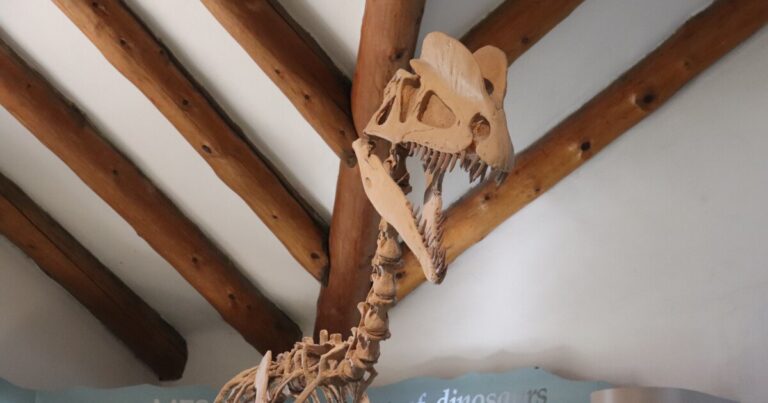 Earth Notes: The Real Dilophosaurus