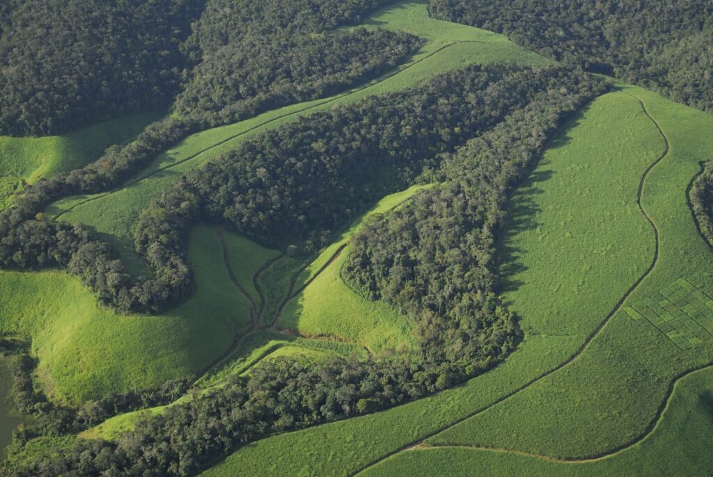 Brazilian legislation requires farmers to protect certain percentages of their land in different regions in Brazil, according to University of Michigan research scientist Thiago Gonçalves-Souza. Farms are required to protect 80% of the land if located in the Amazon, 35% in the Brazilian cerrado and 20% in other biomes, including the Atlantic forest. This sugarcane plantation is located in Alagoas, which is part of the Atlantic forest biome. While this helps, a study led by Gonçalves-Souza finds that large tracts of undisturbed forest is better for harboring biodiversity. Image courtesy: Adriano Gambarini