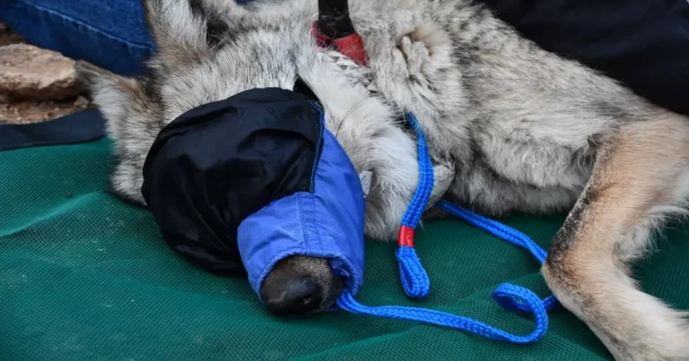 Mexican gray wolf population grows for 9th year in a row