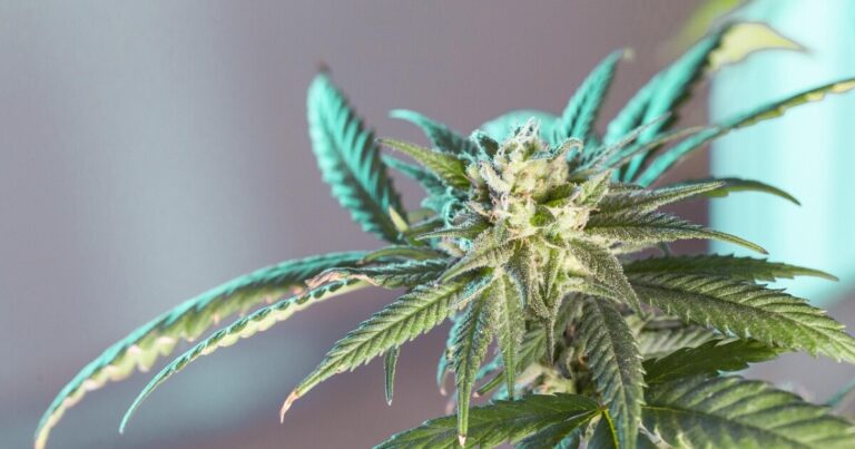 Proposed 32% tax hike leaves marijuana business owners worried