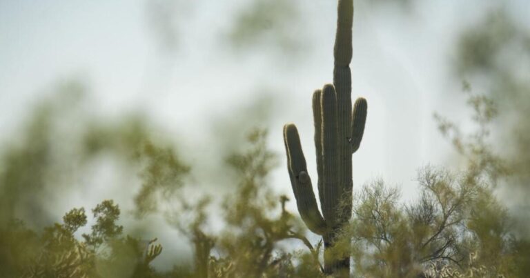 Arizona's intense heat, extended drought periods taking toll on saguaro cactuses