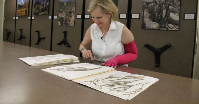 Federal cuts mean Arizona museums, libraries could lose $3.8 million