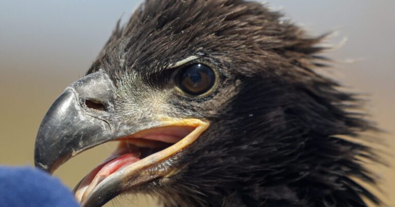 Among Lake Pleasant cliffs, eagle conservation program helps lift species' numbers