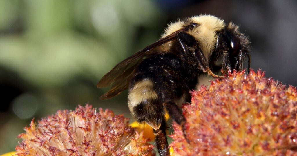 Earth Notes: Suckley’s Cuckoo Bumble Bee