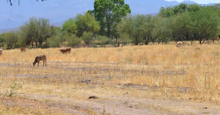 U.S.-Mexico border remains closed to cattle in attempt to stop flesh-eating parasite