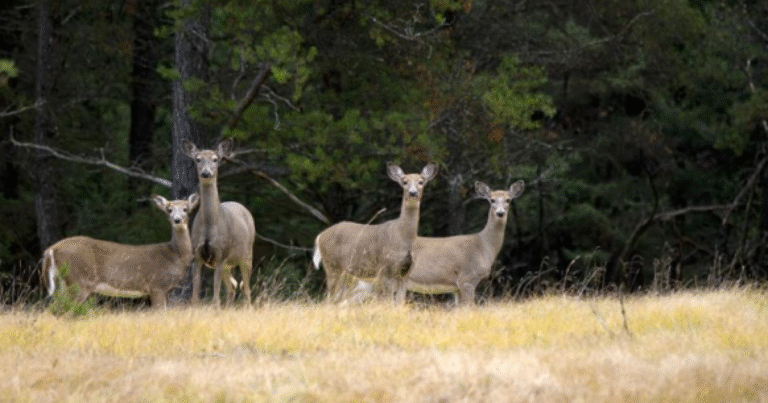 State's first regional deer cull could be approved this week, involving three cities in SE Mich.