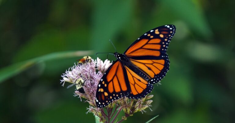 Earth Notes: Monarchs, Milkweed, and Interns