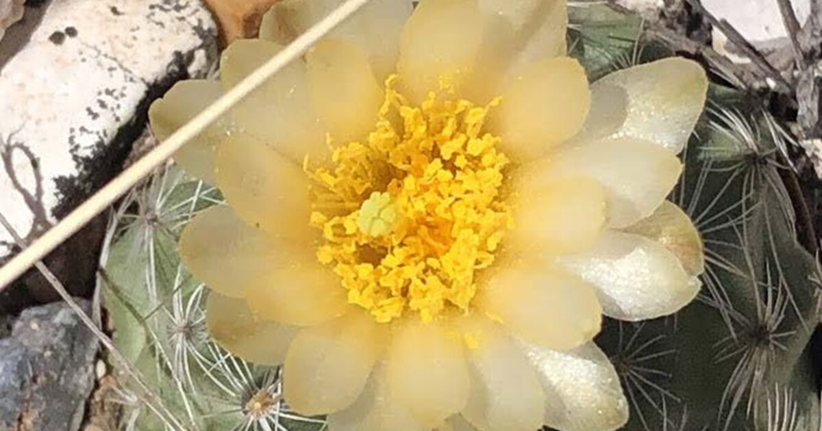 Rare Kaibab Pincushion Cactus