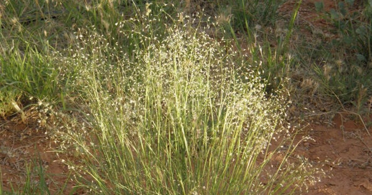 Indian Ricegrass: A Resilient Lifeline on the Colorado Plateau