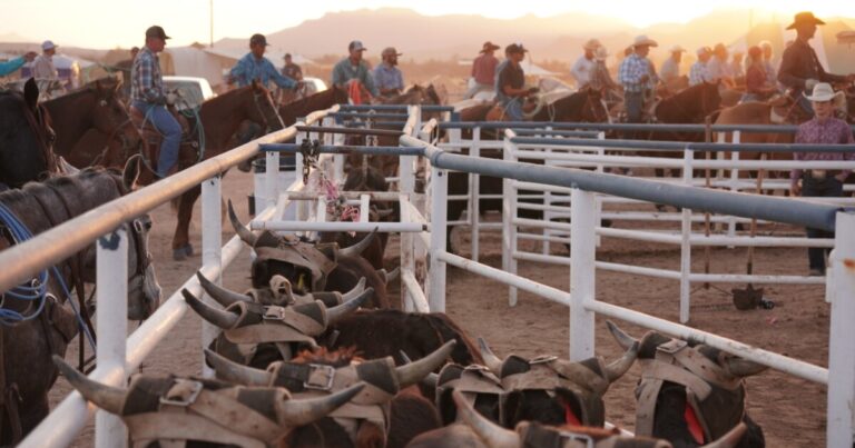 Inside rodeo's rough reality in Arizona
