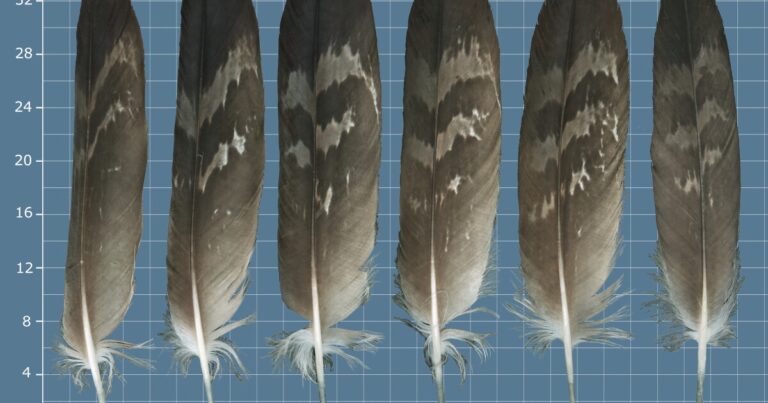 Earth Notes: The Feather Atlas