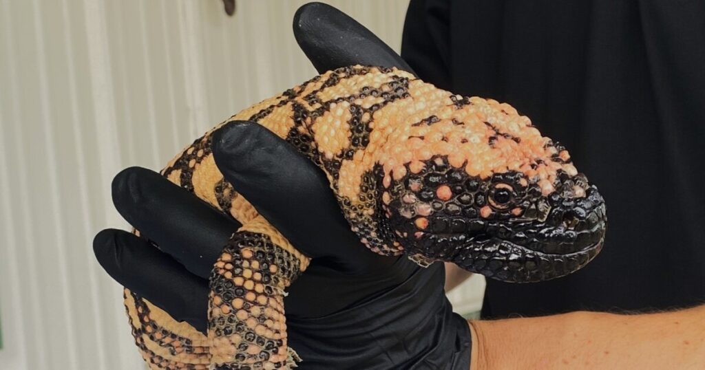 Local Gila monster gets help from UM scientist
