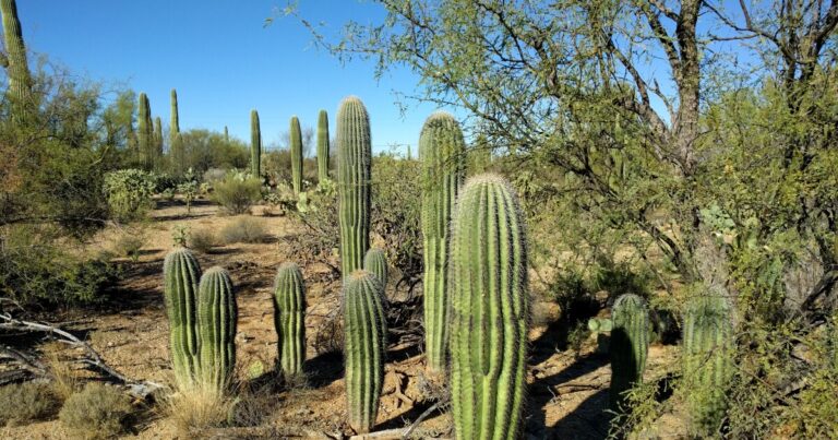 Saguaros and their nurse plants