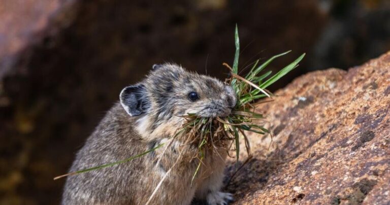 Earth Notes: PikaNet