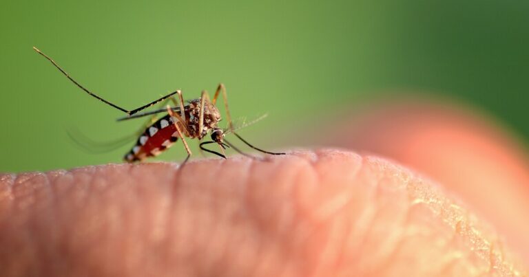 What to know about mosquito-borne viruses in Michigan this summer