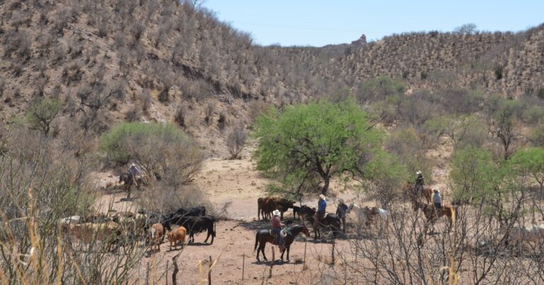 After reopening in Douglas, U.S.-Mexico border closes to cattle again