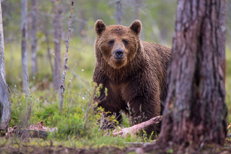 Yellowstone delisting proposal backed by Montana reps clears key Congressional hurdle