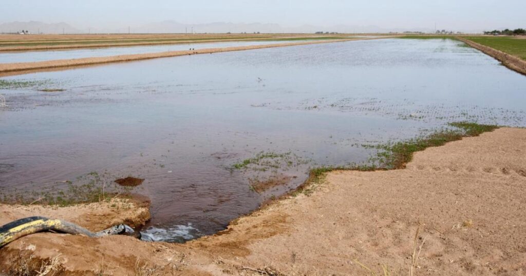 Judge rules Arizona farm coalition cannot intervene in Fondomonte lawsuit