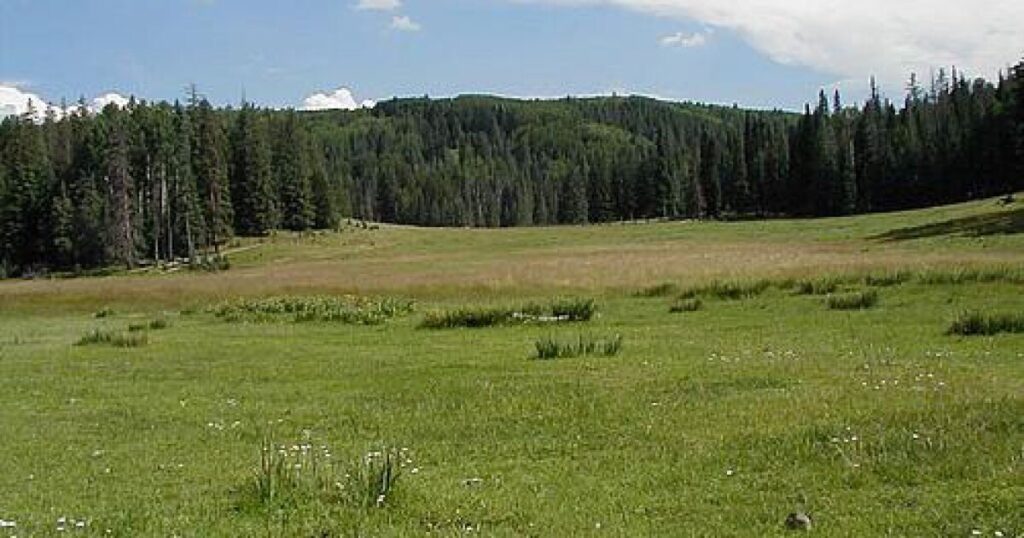 Wildlife officials offer $20,000 reward in animal poaching case