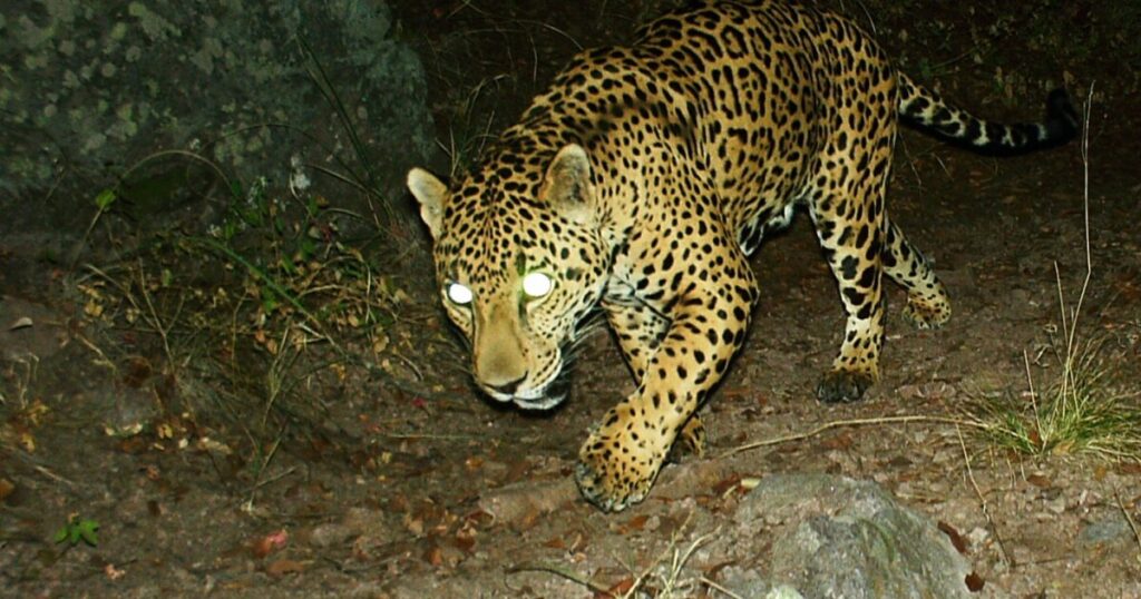 University of Arizona research center spots elusive jaguar near U.S.-Mexico border