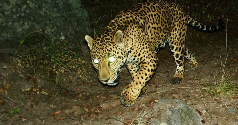 University of Arizona research center spots elusive jaguar near U.S.-Mexico border
