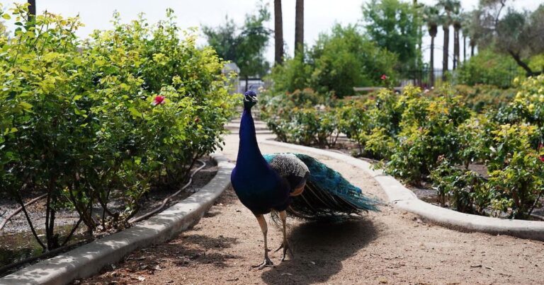 The peacocks living in Glendale's Sahuaro Ranch are running out of space — and making a big mess