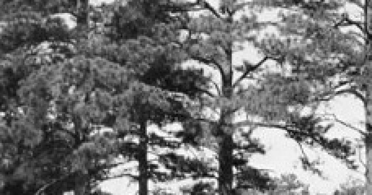 Earth Notes: Lagged Lookout Trees