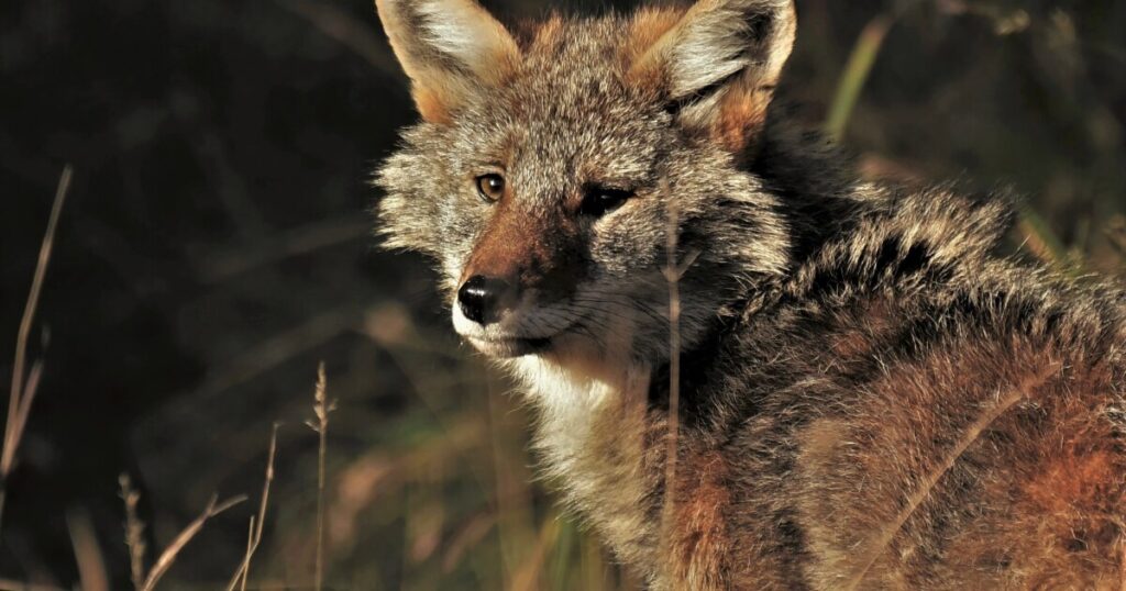 Year-round coyote hunting reinstated by Natural Resources Commission