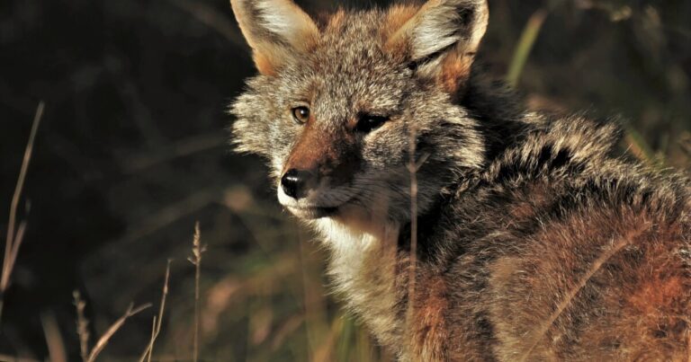 Year-round coyote hunting reinstated by Natural Resources Commission