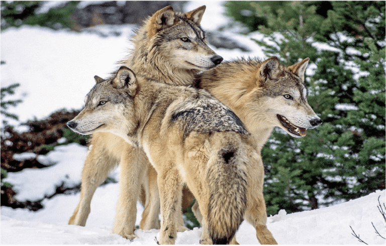 Feds violated Endangered Species Act in denying gray wolf protections, court rules