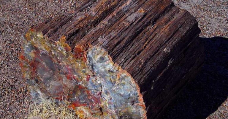 Earth Notes: Jeweled Trees