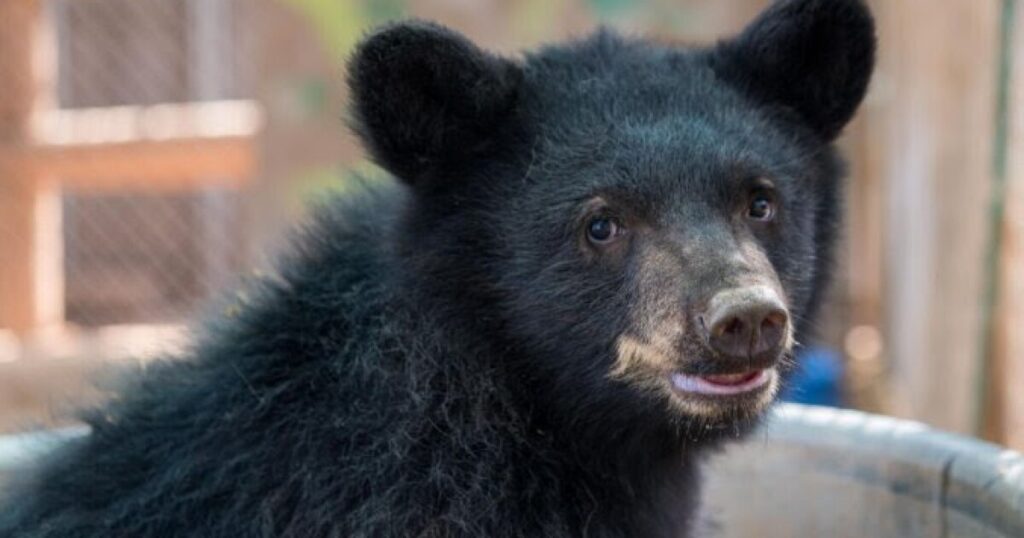 Arizona Game and Fish advises campers, hikers to remain 'bear aware' on holiday weekend
