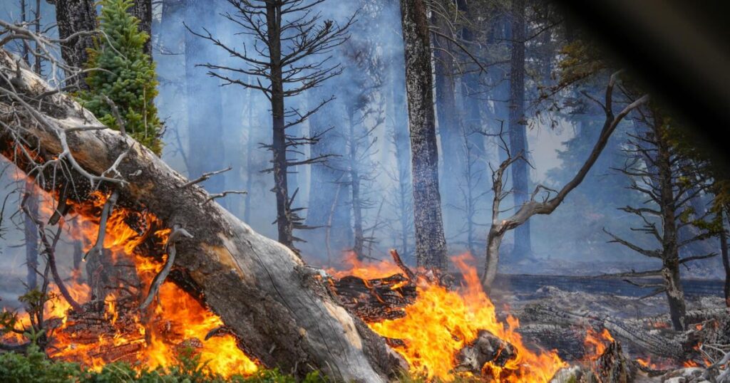 Insurance industry warns that mitigation is best way to reduce wildfire risks, costs